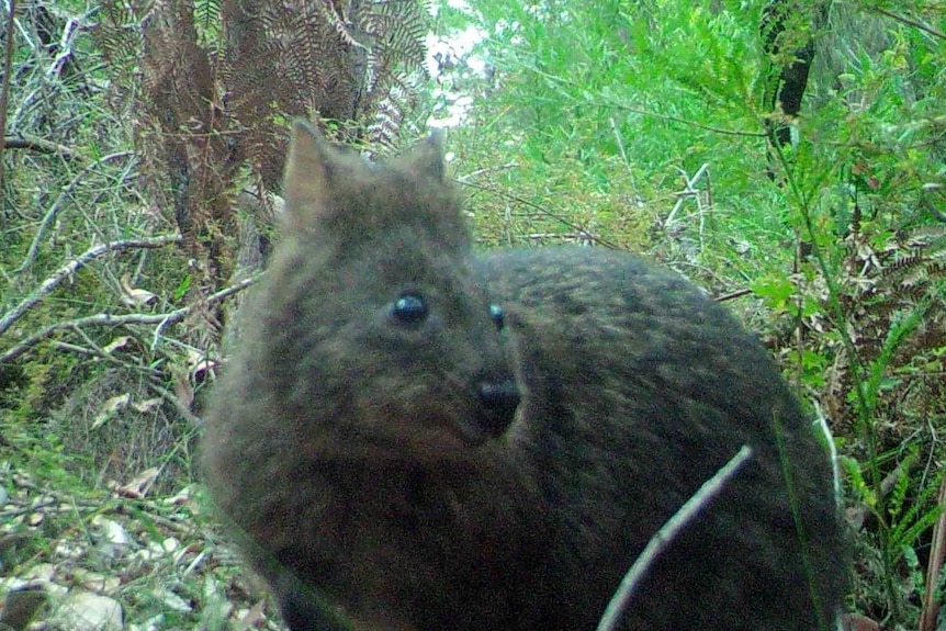 A quokka in the bush crouched down looking away from the camera
