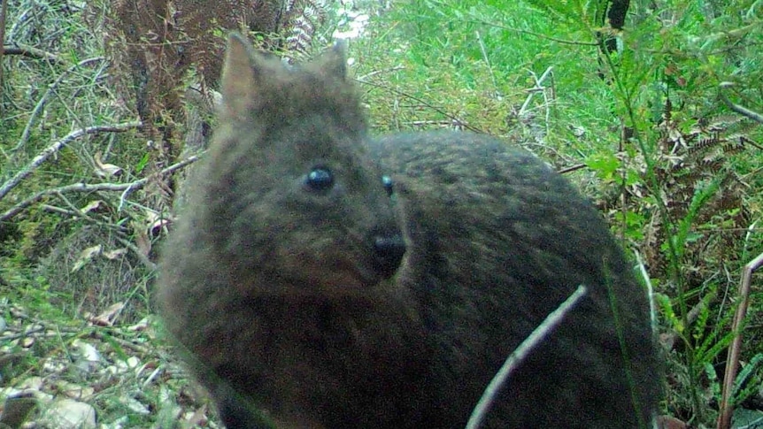 A quokka in the bush crouched down looking away from the camera