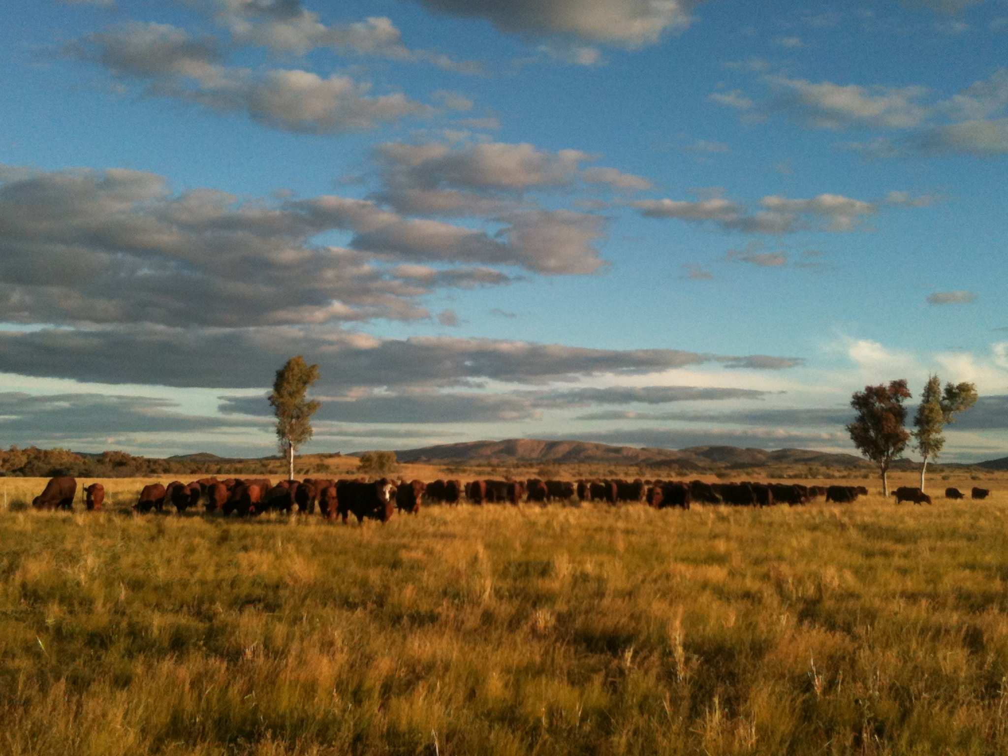 Cattle grazing in a paddock at Ambalindum with a mountain in the background.