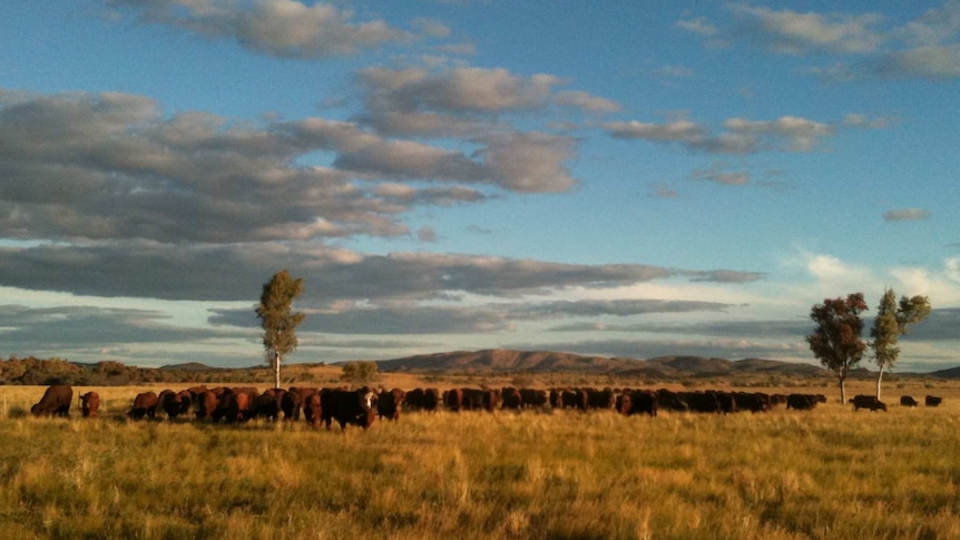 Cattle grazing in a paddock at Ambalindum with a mountain in the background.