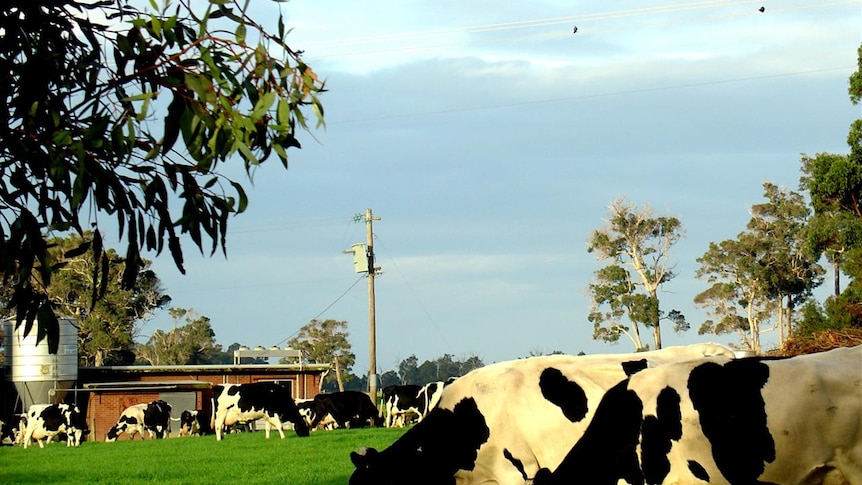 A dairy herd in the South West