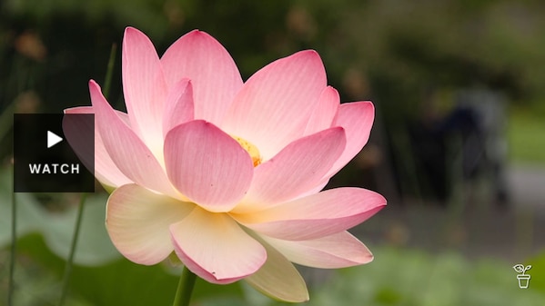A pink sacred lotus flower. Has Video.
