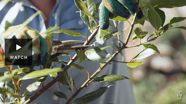 Branches being pruned with secateurs. . Has Video.