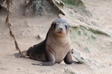 A sea lion pup on sand