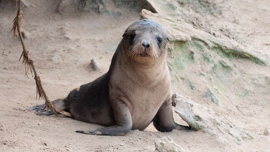 A sea lion pup on sand