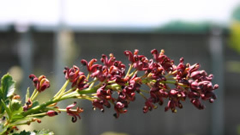 Lomatia tasmanica flower