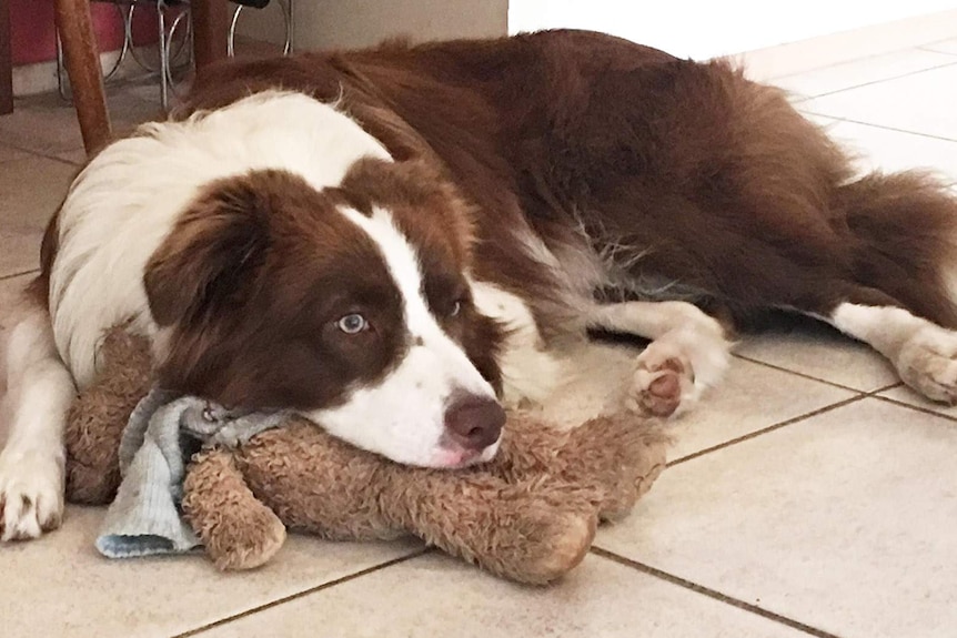 A border collie lying on a tiled floor with a teddy bear