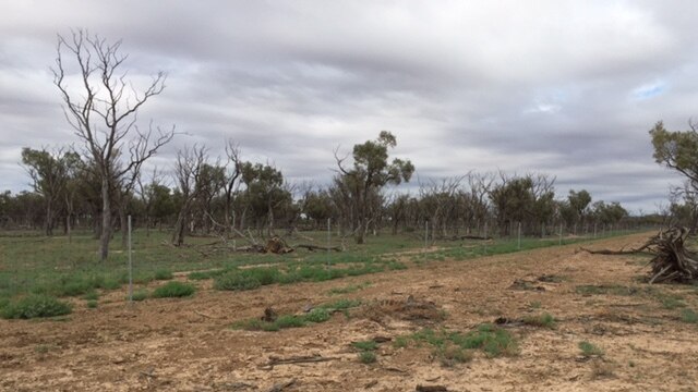 Bare ground in front of a kangaroo exclusion fence in western Queensland.