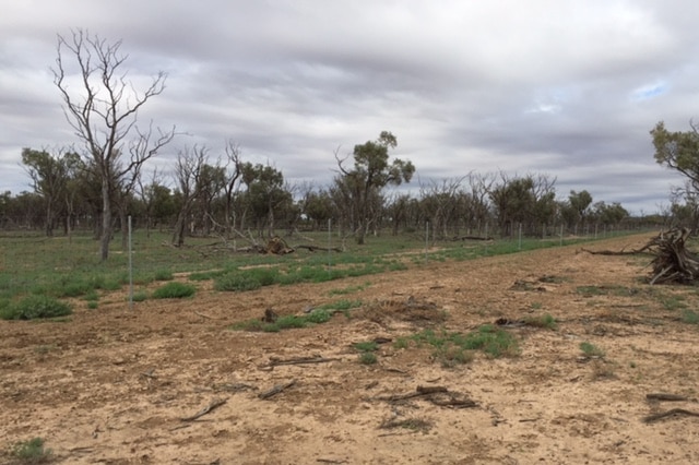 Bare ground in front of a kangaroo exclusion fence in western Queensland.