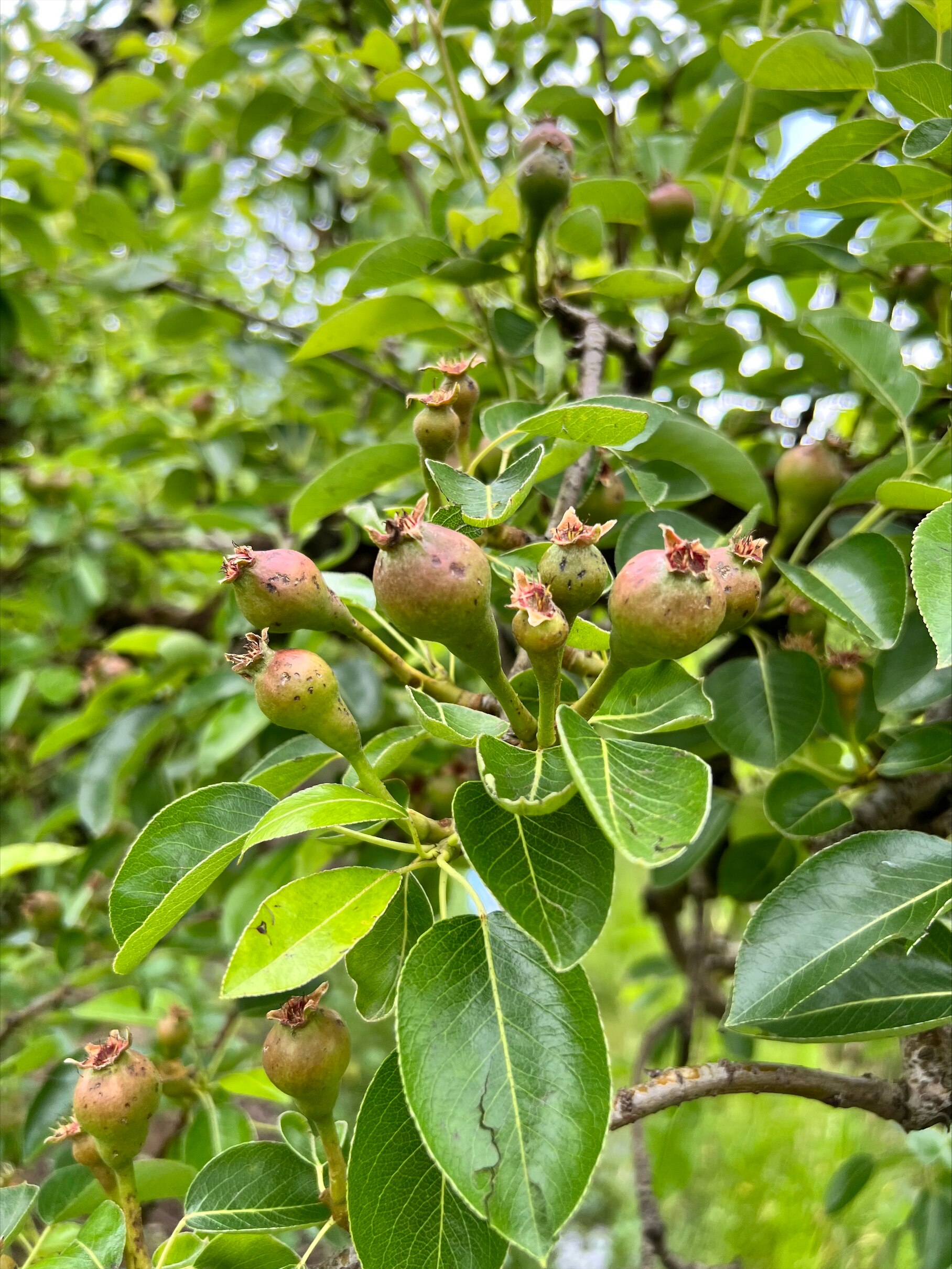 Hail storm destroys apple and pear crops in Victoria's Goulburn Valley