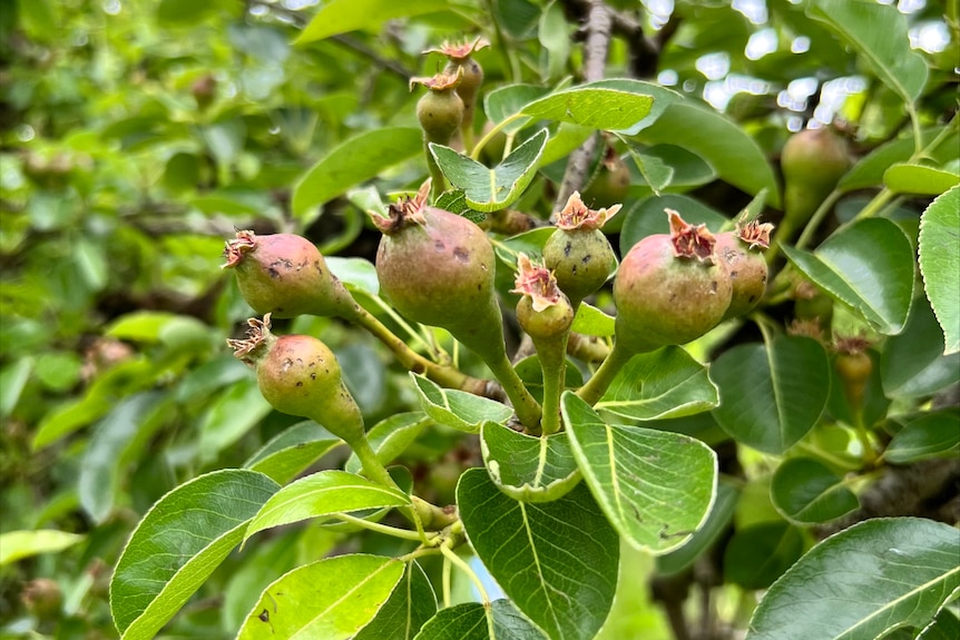 A bunch of apples forming on a tree covered in damaged from small hailstones