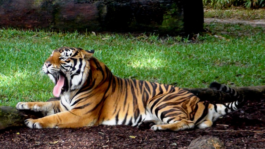 Kato the Bengal tiger at Dreamworld on May 23, 2011.