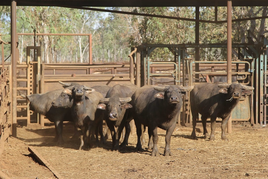 feral buffalo in yards