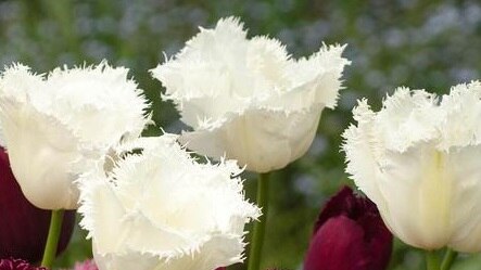 White fringed tulips