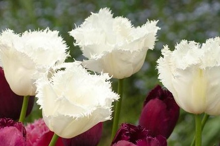 White fringed tulips