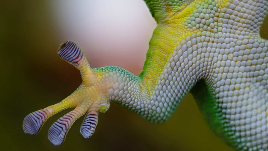 close up of gecko
