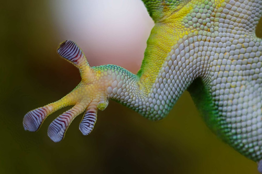 close up of gecko