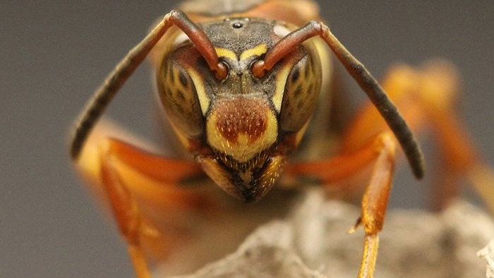 A female Poliste fuscatus paper wasp.