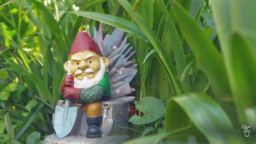 A garden gnome in amongst plants in a garden.