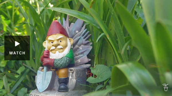 A garden gnome in amongst plants in a garden. Has Video.