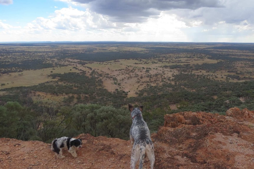 Two dogs stand on a cliff overlooking central western Queensland landscape.