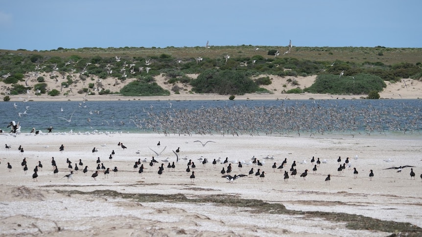 Shore scene of black birds in foreground, white birds taking off, green in background 