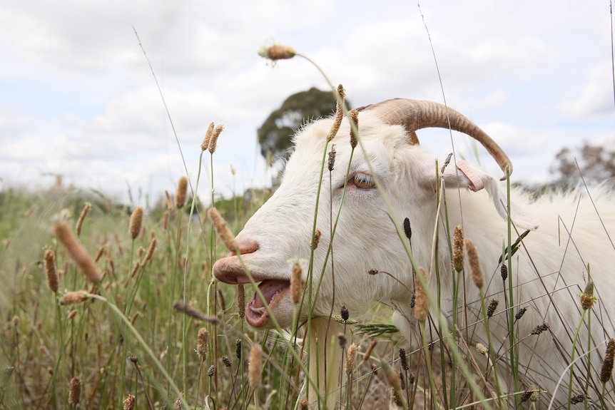 white goat  eating long grass