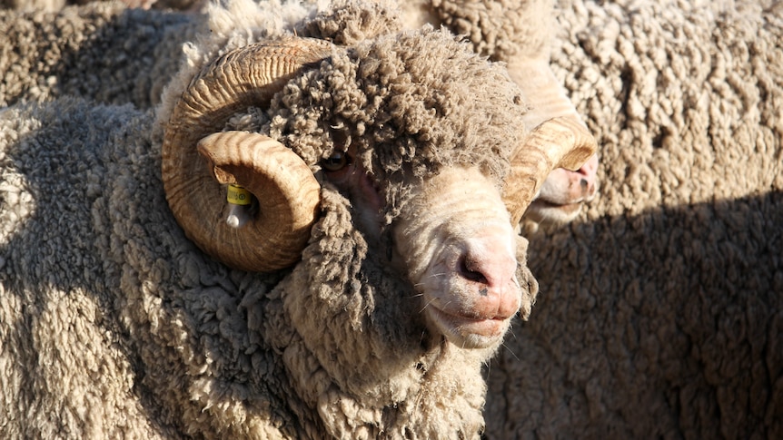 A woolly Merino ram with horns.