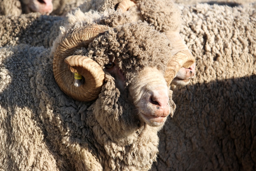 A woolly Merino ram with horns