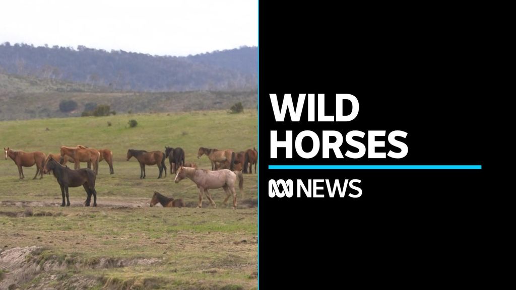 Jindabyne 2627 Location ABC News