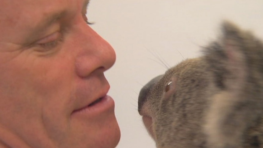 Qld Premier Campbell Newman cuddles a koala on the Gold Coast today.