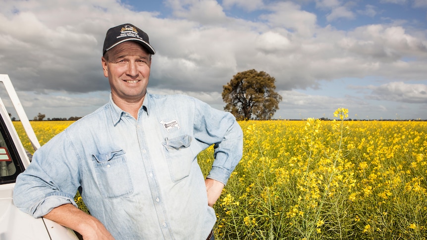 Man standing in canola