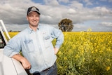 Man standing in canola
