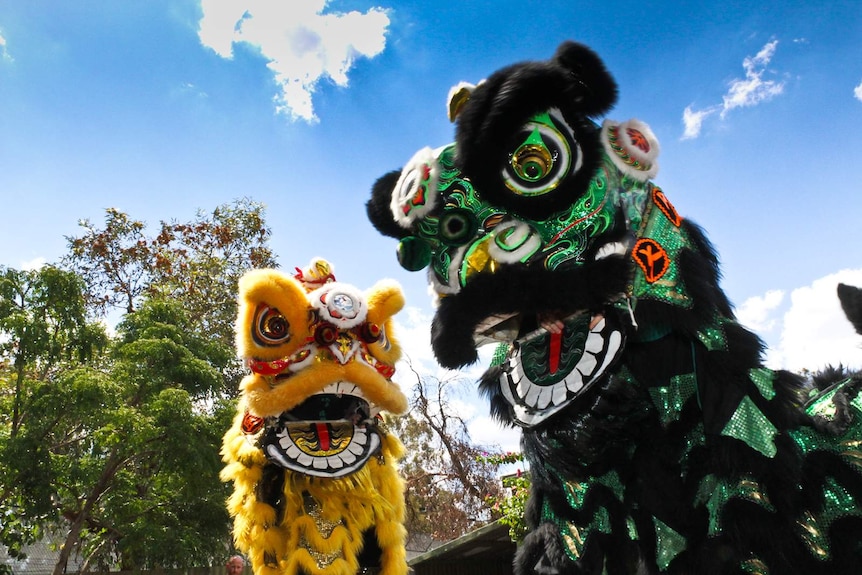 Chinese lion dance at Chinese New Year in Bendigo