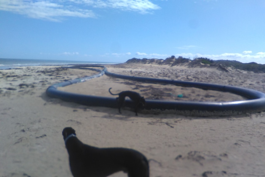 Two dogs sniff at the large ring as thick as the Murray River pipeline washed up on the beach