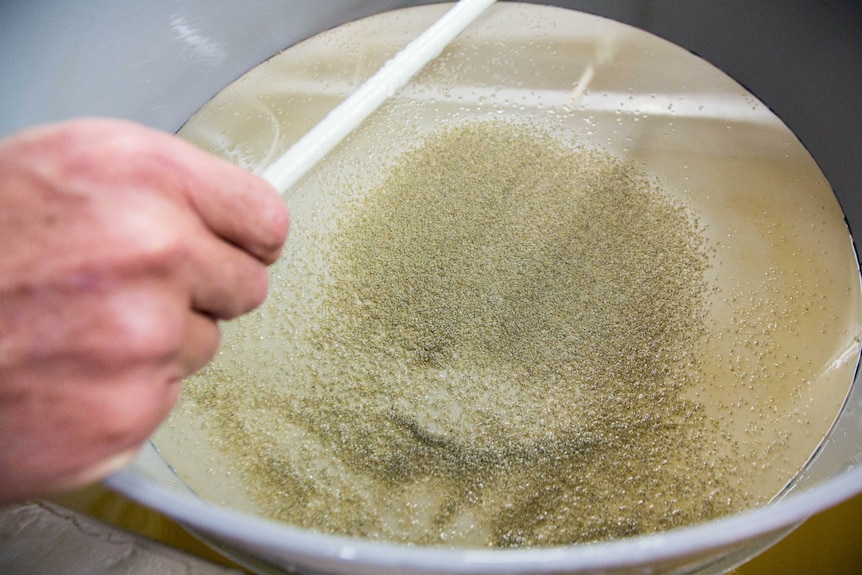 A hand holds a pan containing tiny oysters which look like grains of sand.