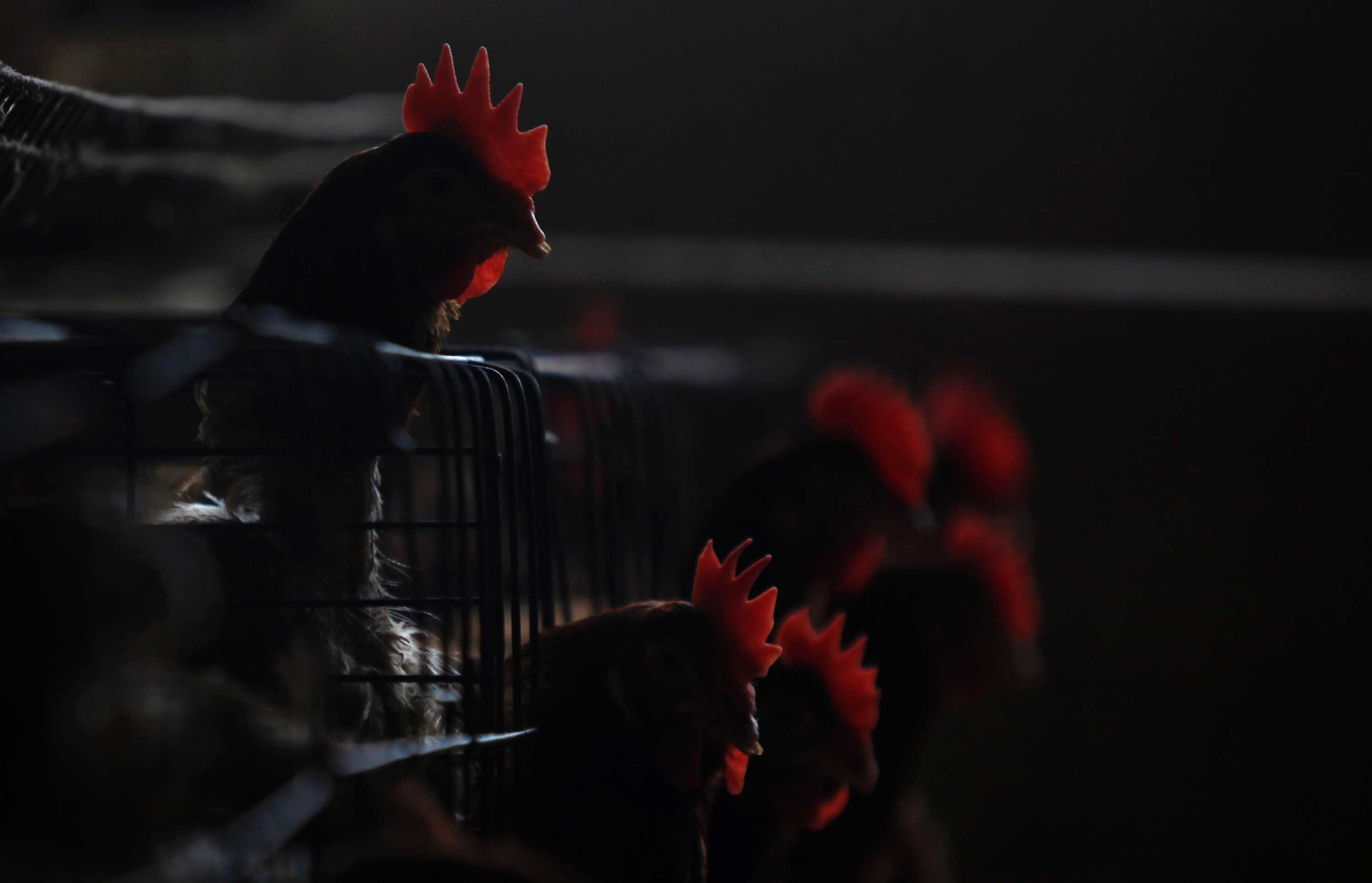 More Deaths In China As Bird Flu Fears Grow - ABC News