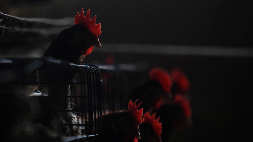 Poultry farm outside Shanghai