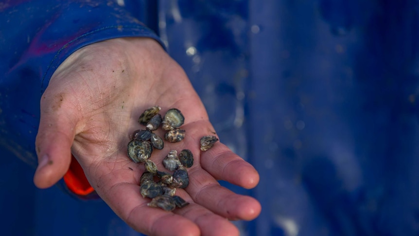 Baby oysters, called spat, in a man's hand