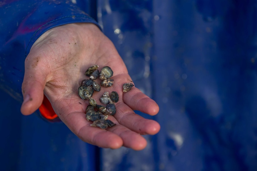 Baby oysters, called spat, in a man's hand