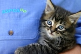 RSPCA volunteer with kitten