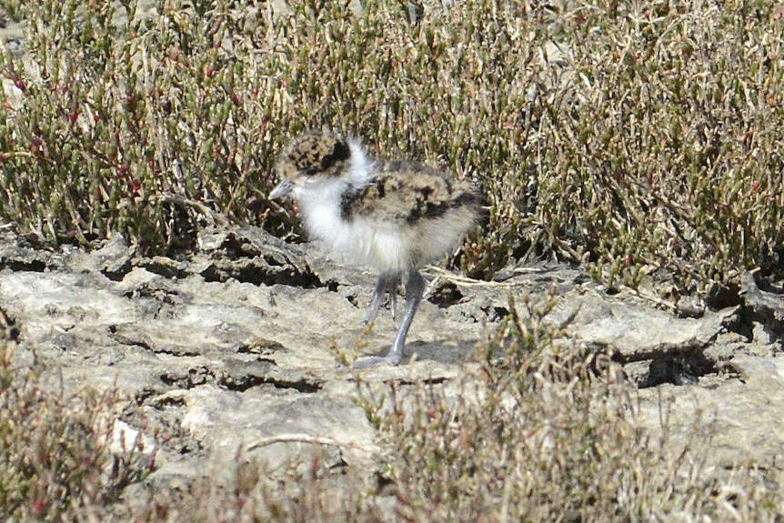 A masked lapwing chick