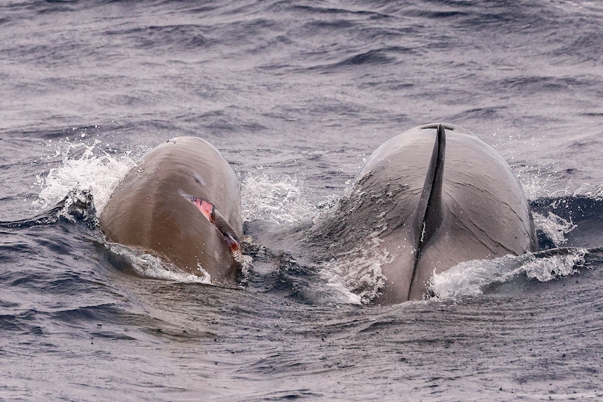 two whales in water 