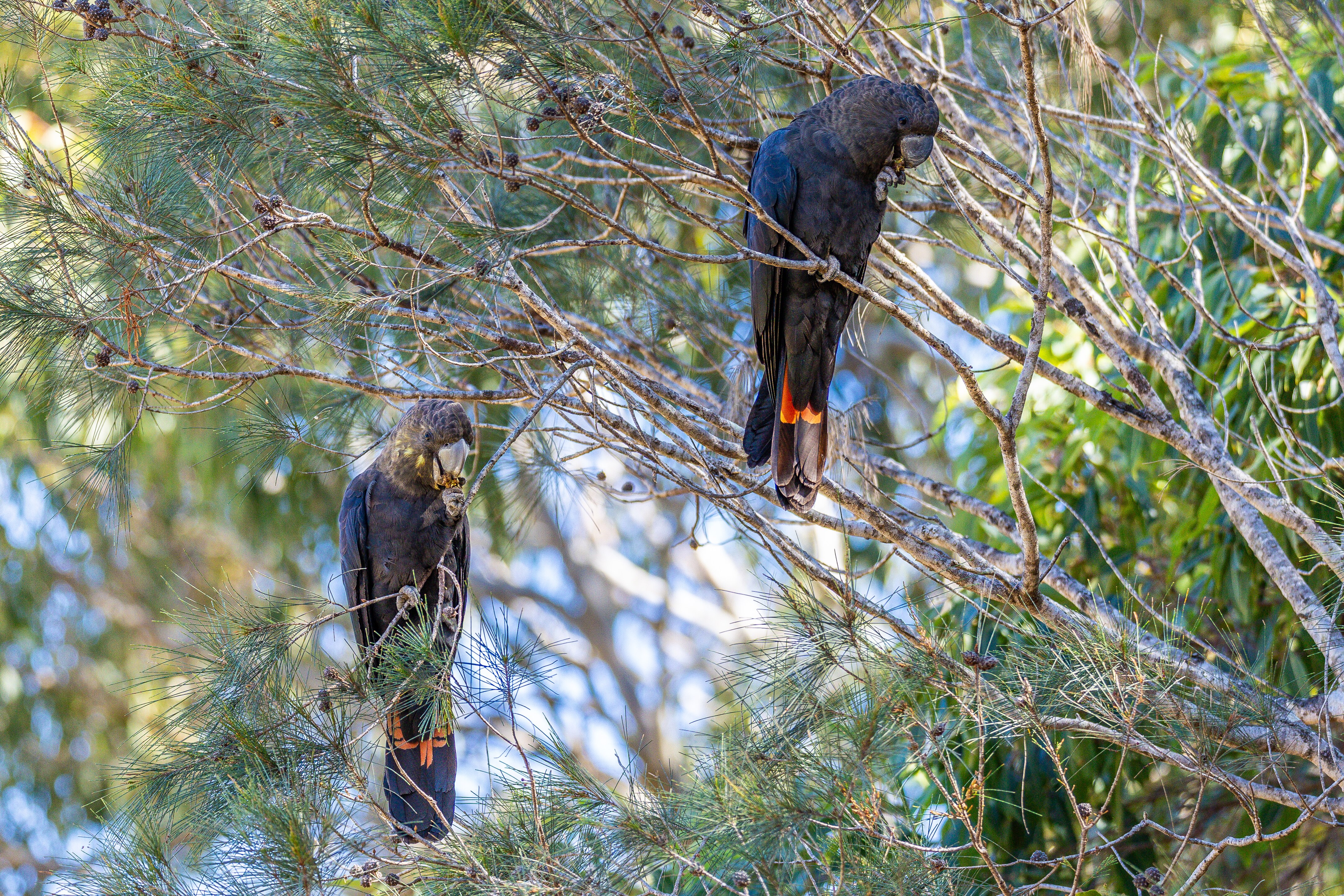 Conservationists discovery of rare glossy black cockatoo nests