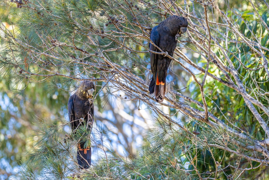 Two large black cockatoos feeding on she-oak trees.