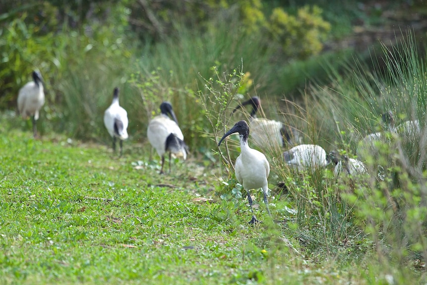 A group of large white and black birds are nestled in bright green grass and reeds