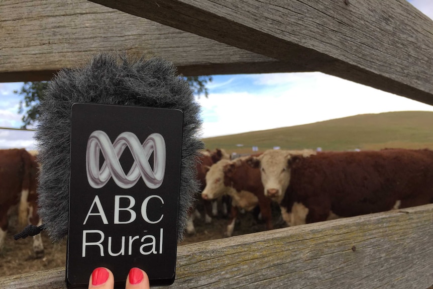 ABC Rural microphone, hereford cattle in the background.
