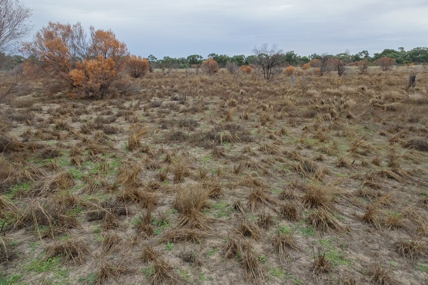 A field of scrub with thousands of the plants on the ground