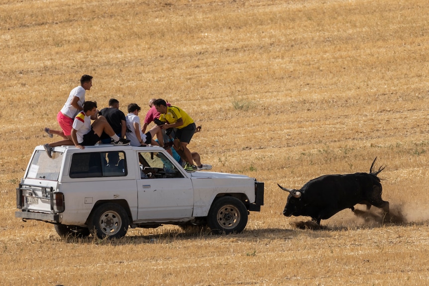 Un toro negro se dirige hacia un automóvil con personas en el techo. 