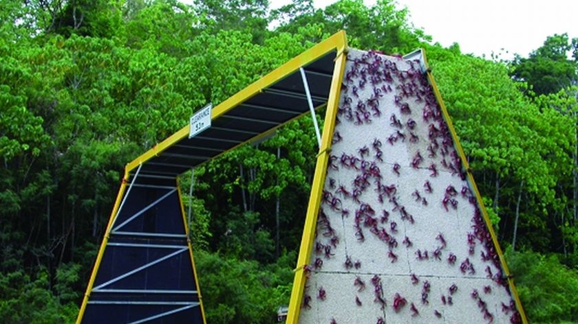 Red crabs climb over an overpass to cross a road on Christmas Island
